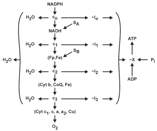 **Fig 2.** Outline of the chemical coupling hypothesis: four phosphorylation site in oxidative phosphorylation